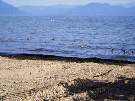 コハクチョウ２・・抱きしめてＢＩＷＡＫＯ・・琵琶湖