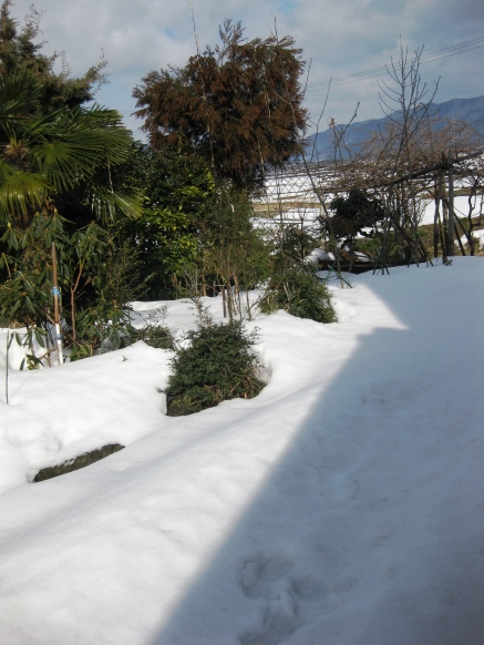 春の雪・・冬の雪