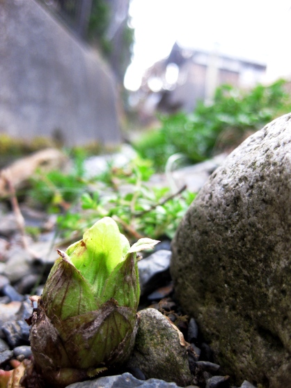 蕗の薹・・・・