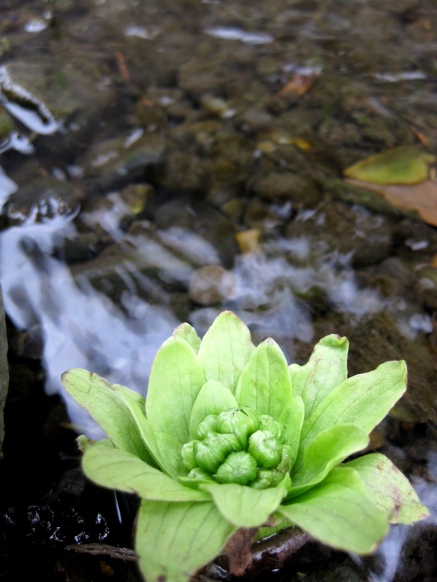 蕗の薹・・・・