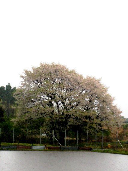 雨の桜・・終盤