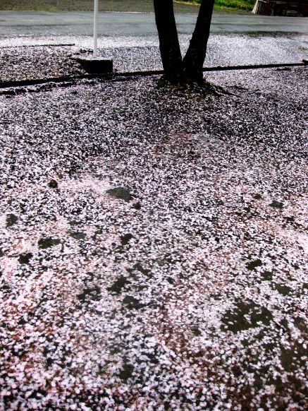 雨の桜・・終盤