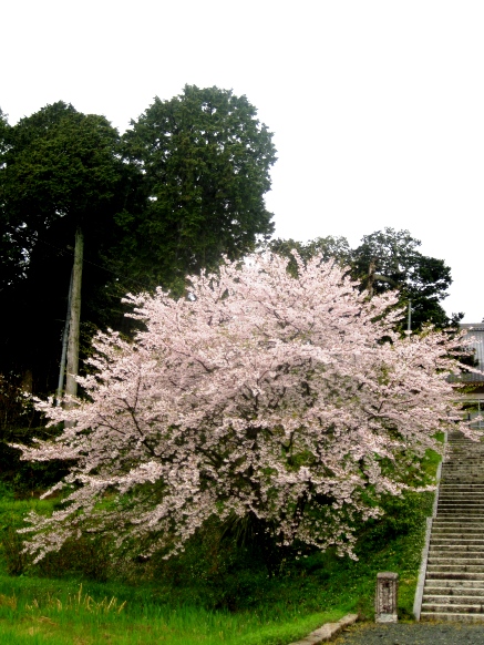 雨の桜・・終盤
