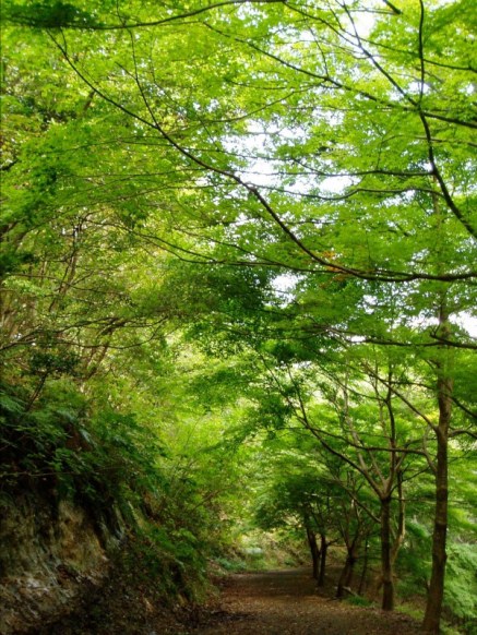 ピ～～ヒャラ獅子舞・・今日の高島市山間風景