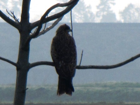 朝には、ﾊﾏﾀﾞｲｺﾝと野鳥みながら・・