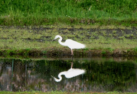 朝には、ﾊﾏﾀﾞｲｺﾝと野鳥みながら・・