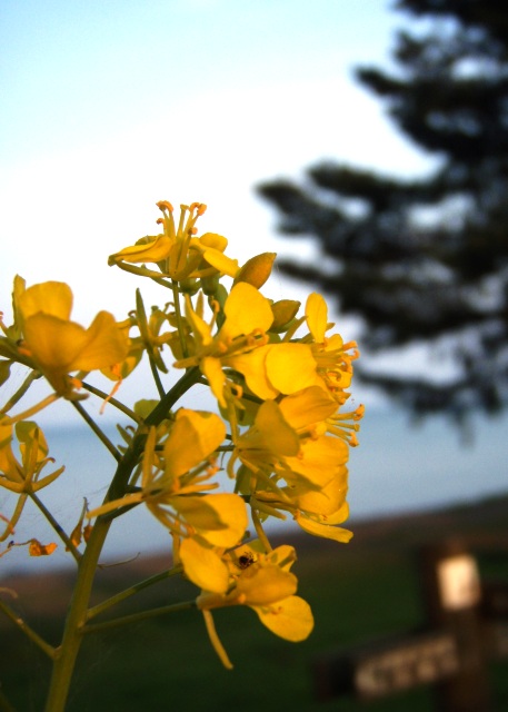 琵琶湖に菜の花は夕方