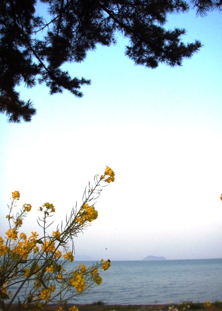琵琶湖に菜の花は夕方