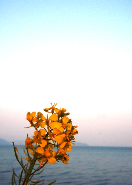琵琶湖に菜の花は夕方
