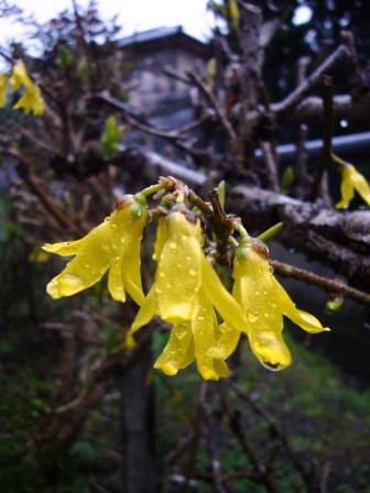 弥生最後の日曜日・雨に花