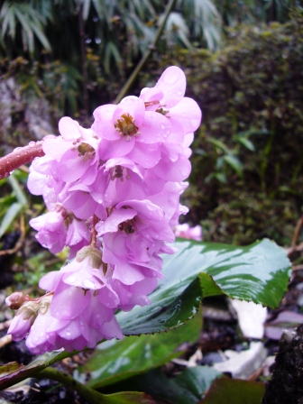 弥生最後の日曜日・雨に花