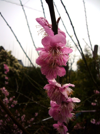 弥生最後の日曜日・雨に花