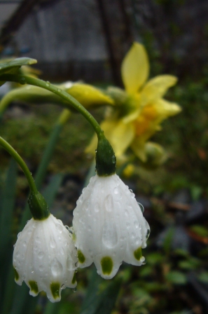 弥生最後の日曜日・雨に花