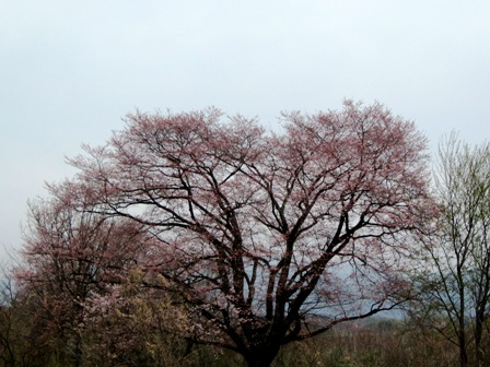 竹生の桜