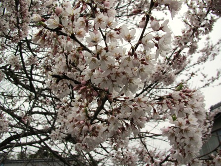 竹生の桜