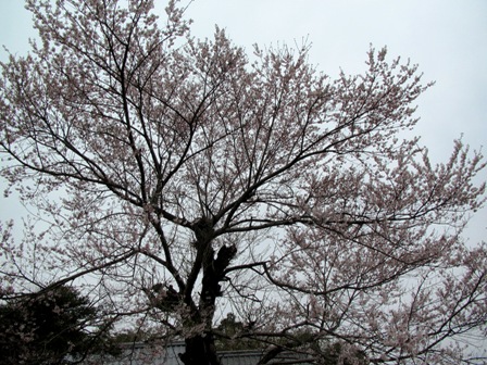 竹生の桜