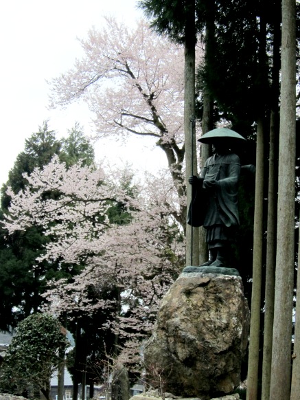 曇りの中で・・酒波寺の桜