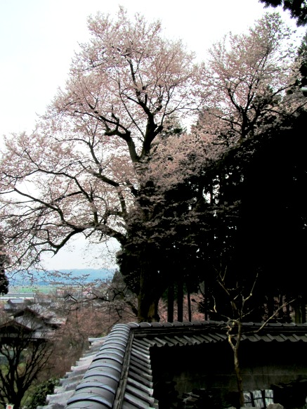 曇りの中で・・酒波寺の桜