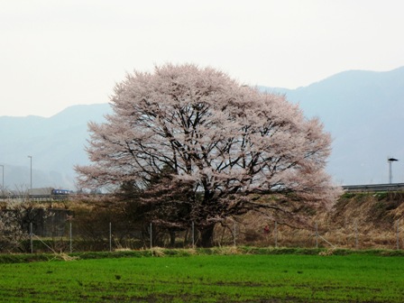 曇りの中で・・酒波寺の桜