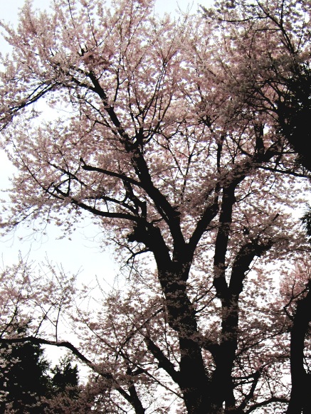 曇りの中で・・酒波寺の桜