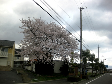 高島市内ちょこっとグルリ・・