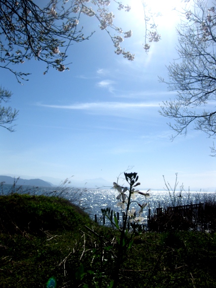 今日の一日･･琵琶湖