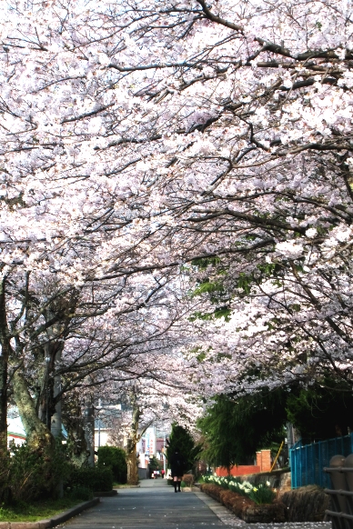 明日は「川上まつり」・・そして桜