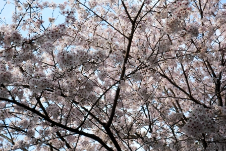 明日は「川上まつり」・・そして桜