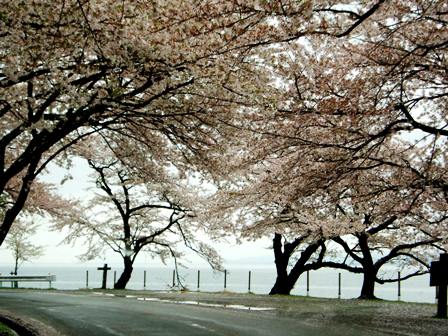 朽木の桜・海津の桜・・雨の中