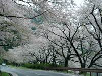 朽木の桜・海津の桜・・雨の中