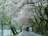 朽木の桜・海津の桜・・雨の中