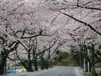 朽木の桜・海津の桜・・雨の中