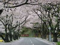 朽木の桜・海津の桜・・雨の中