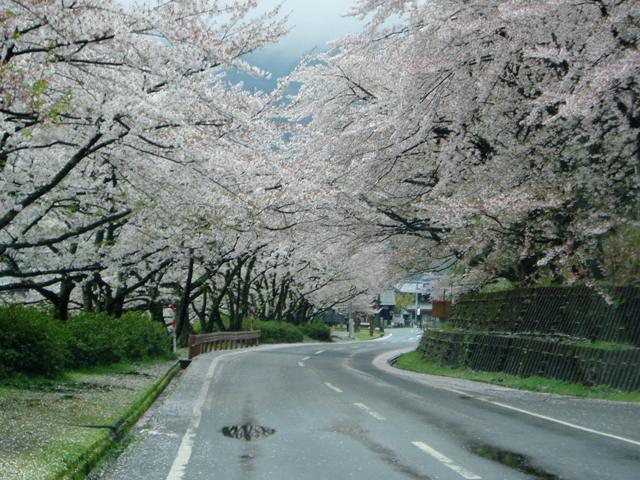 朽木の桜・海津の桜・・雨の中