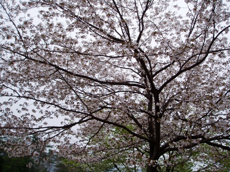 雨で一日でした・・朽木