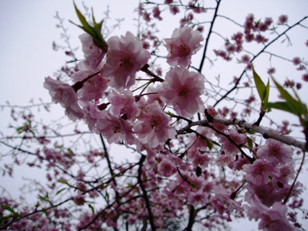 雨で一日でした・・朽木