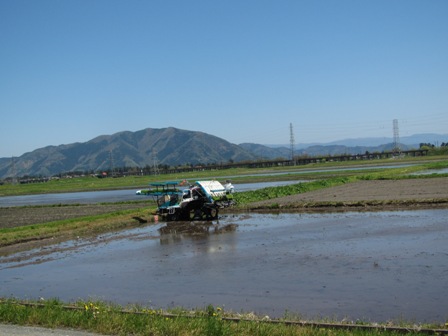 快晴で、田植え始まり・・琵琶湖、ｵﾆｸﾞﾙﾐ、麦