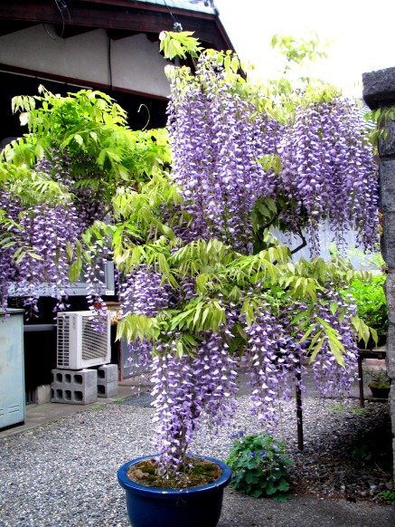身近な・・いつもの・・朝風景・・