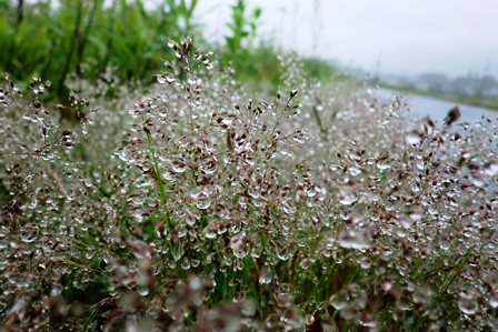 雨粒・・草葉に止まる