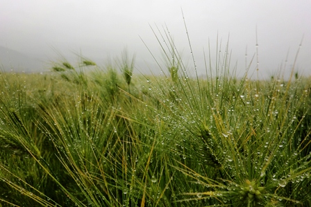 雨粒・・草葉に止まる