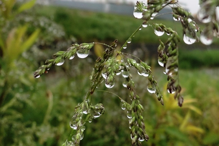 雨粒・・草葉に止まる