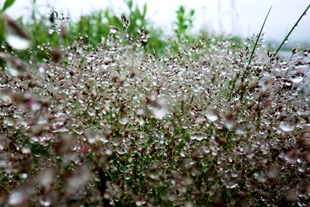 雨粒・・草葉に止まる