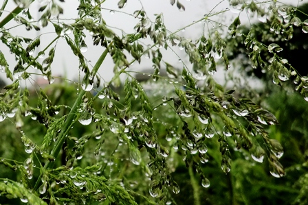 雨粒・・草葉に止まる