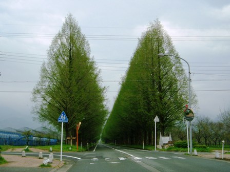 皐月の初日･･高島市内