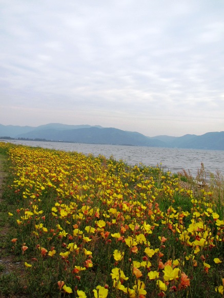 びわ湖岸に黄色く・・入梅
