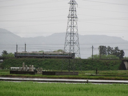 新緑に雨の潤い・・
