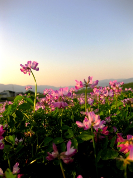 レンゲも御輿も･･夏日でした。