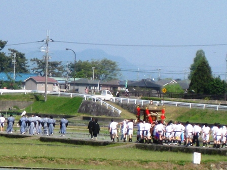 レンゲも御輿も･･夏日でした。