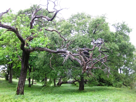 雨後の朝、六月末、琵琶湖・・。