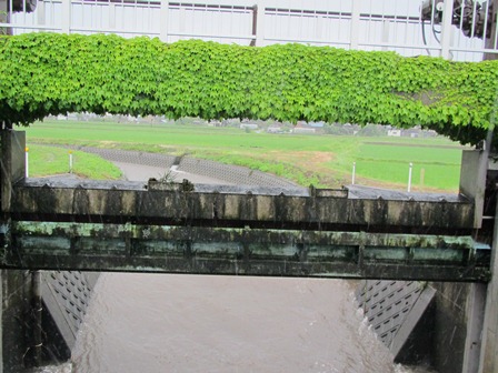 台風進路も少し東へ・・ヒツジグサ